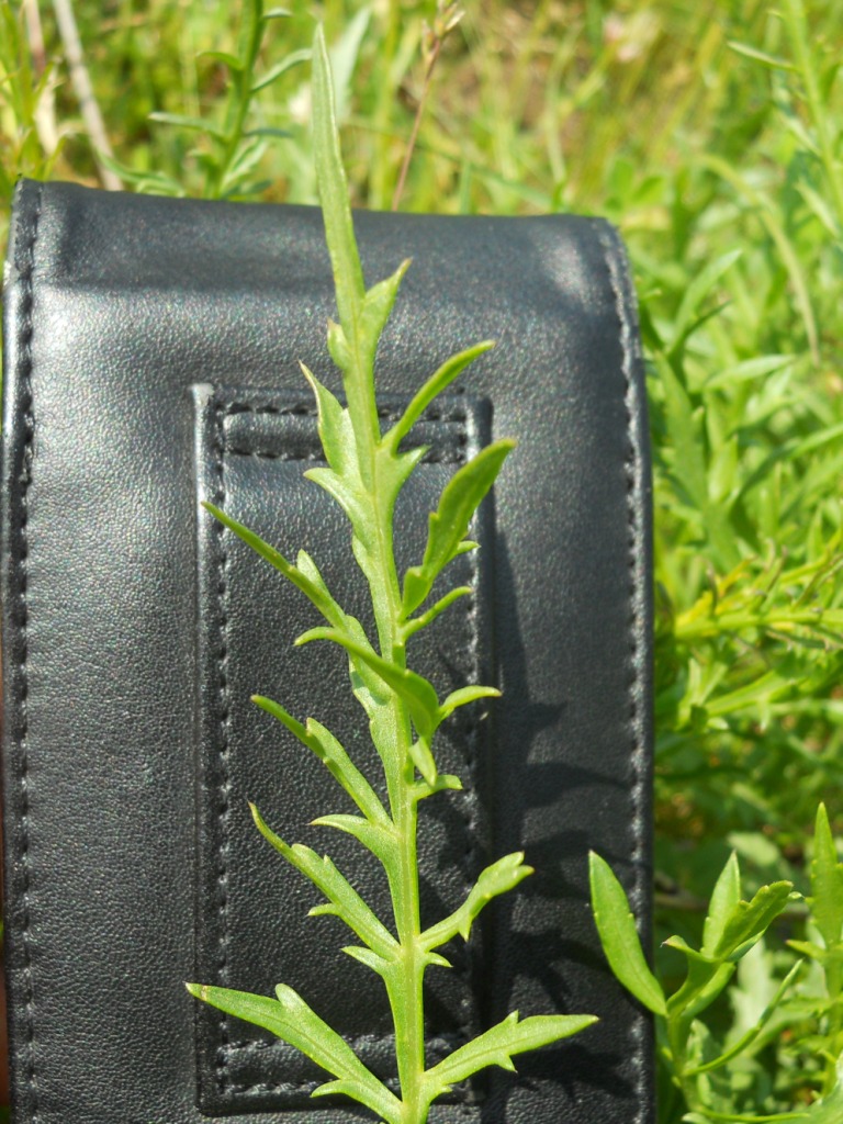 Fiore bianco 2 - Cerastium cfr. ligusticum